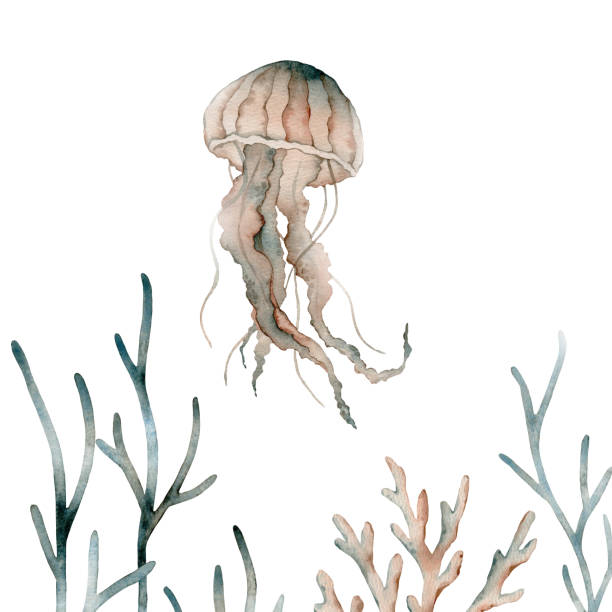 illustrations, cliparts, dessins animés et icônes de belle composition sous-marine avec aquarelle vie marine méduse, algues, corail. illustration. - medusa