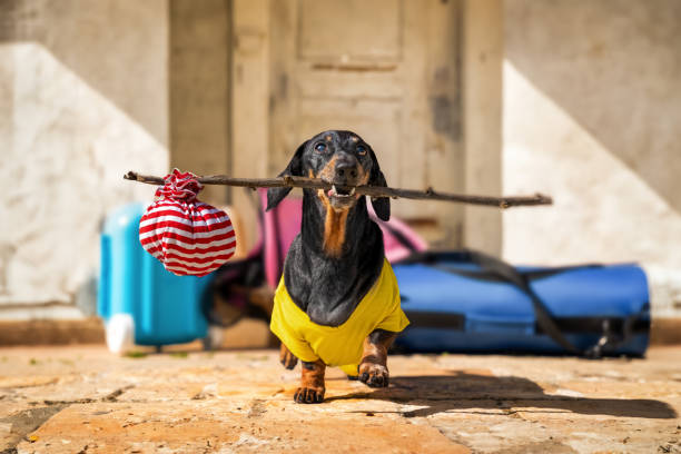 Dog with suitcase, packed things leaves apartment happily walks , knot on stick stock photo