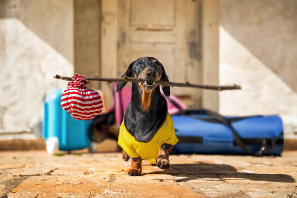 dog with suitcase, packed things leaves apartment happily walks , knot on stick - dachshund color image dog animal imagens e fotografias de stock