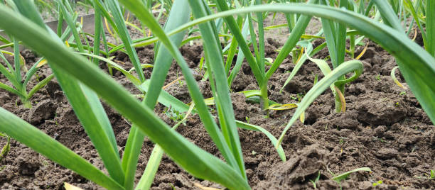 istock Green onions growing in garden in beds 1512399518