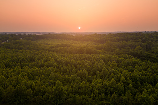 A sunset over a forest with a sunset in the background.