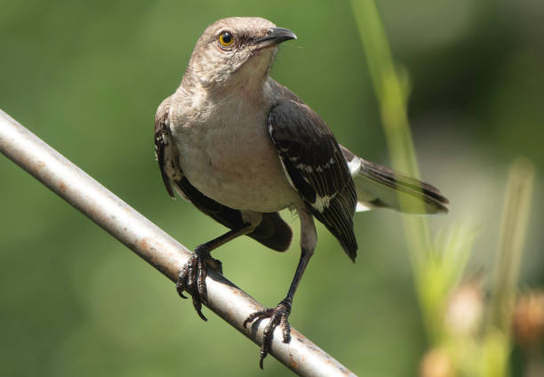 istock Northern Mockingbird on the birdhouse roof 1512484708