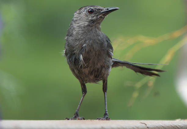 istock Northern Mockingbird on the birdhouse roof 1512484720