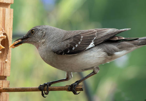 istock Northern Mockingbird on the birdhouse roof 1512484723