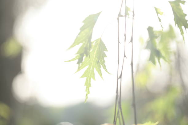 Beautiful delicate willow tree leaves captured in the evening sun.