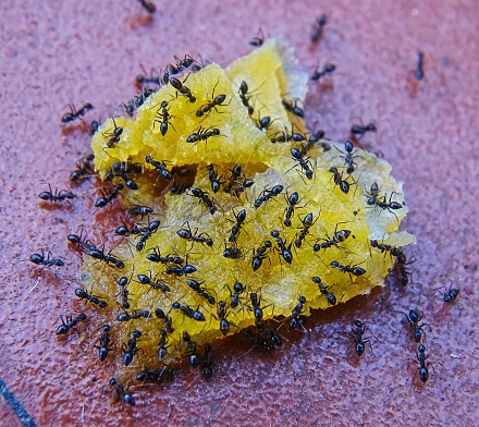 The black ants have gathered together to eat the sweet chunk and to take some part of the sweet to their abode in order that they may be protected against any unanticipated food shortage during rainy season. The team spirit and the collective action are exemplary. The photo shows that saving is a necessary aspect of life.
