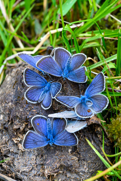 Group of blue butterflies (Lycaenidae) Group of blue butterflies (Lycaenidae) silbertal stock pictures, royalty-free photos & images