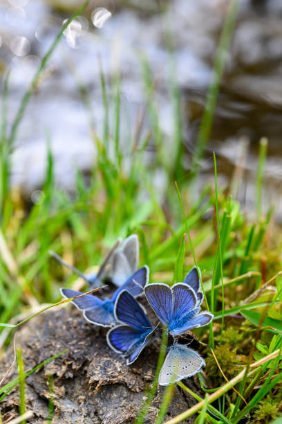 Group of blue butterflies (Lycaenidae) Group of blue butterflies (Lycaenidae) in the grass close to a river silbertal stock pictures, royalty-free photos & images