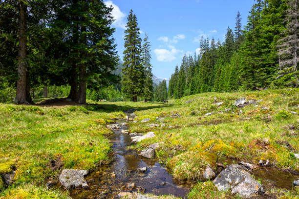Canjilon Creek, Carson National Forest, New Mexico