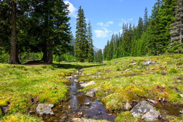 Landscape in the mountains with forest and stream Beautiful landscape with a clearing in the mountains with a small river. Silbertal, Montafon, Vorarlberg silbertal stock pictures, royalty-free photos & images