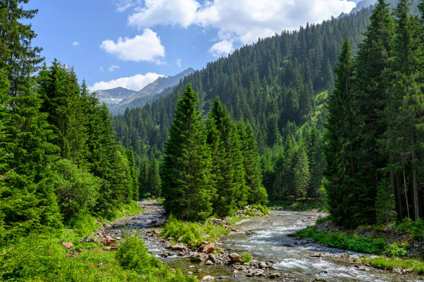 istock Landscape in the mountains with forest and stream 1512530148