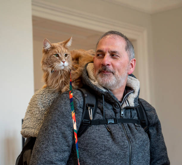 мужчина с кошкой на плече является туристом в линкольне, великобритания - 7294 стоковые фото и изображения