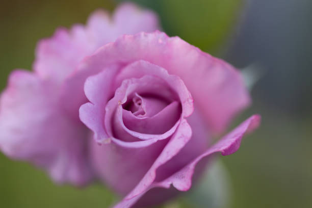 Close up of pink rose