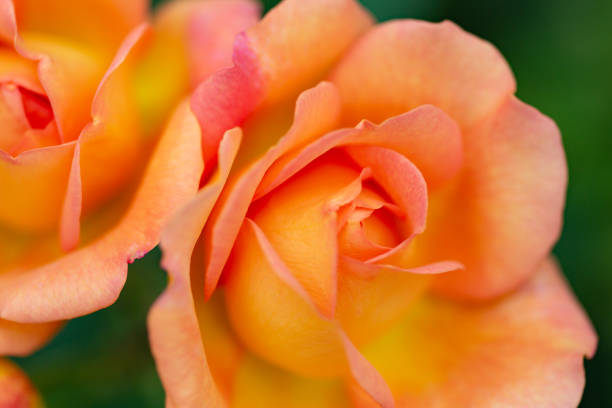 Roses on natural background