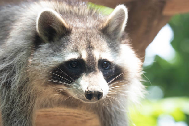 istock Close up Funny Raccoon 1512660260