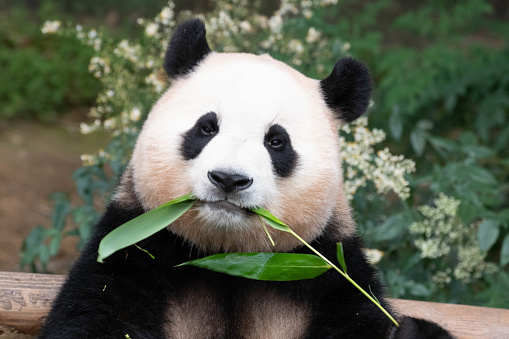 Giant Panda; Ailuropoda melanoleuca; China. Family Ursidae. Mother and cub.