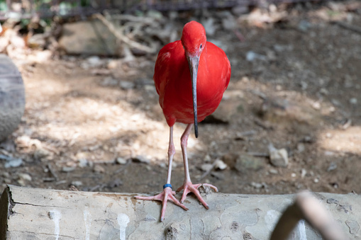 Beautiful Scarlet Ibis Bird standing by the pond