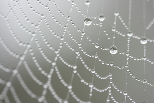 Beautiful diadem spider web covered in autumn morning dew.
