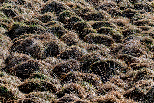 Tussock grass on the Island of Lewis, Outer Hebrides.