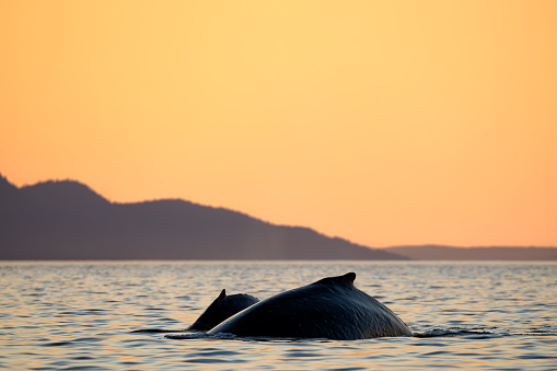 Mom & calf humpback whales, Strait of Georgia near Texada Island, BC Canada