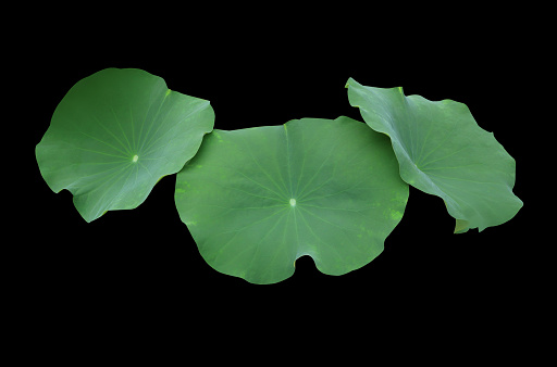 Close up waterlily or nelumbo or lotus leave. Close up green many leaf isolated on black background.