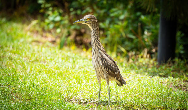 istock Birds of the Low Country 1512794972