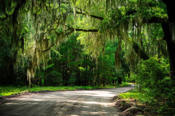 istock Daufuskie Roads 1512802192