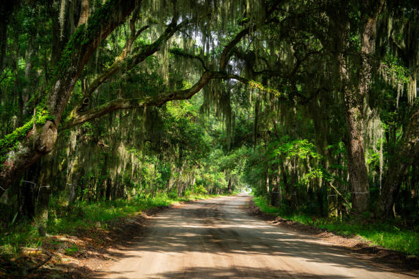istock Daufuskie Roads 1512802194