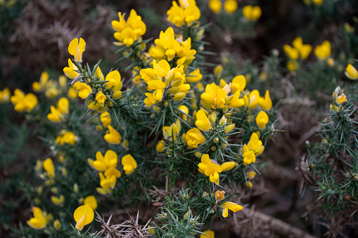 Yellow gorse growing on the Scottish highlands