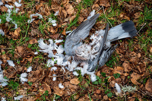 Body of a pidgeon after being attacked by a hawk.