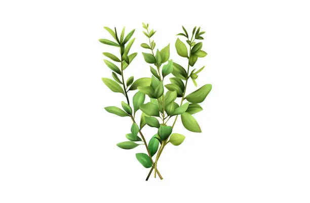 Vector illustration of Basil branches, isolated vector elements 3d. Green stem with leaves. Fragrant plant branch, a bush of fresh basil, bundle. An ingredient for cooking and decorating food, seasoning, garden herbs.