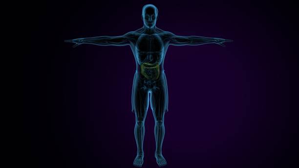 istock male digestive stomach anatomy. 3d illustration 1512871994