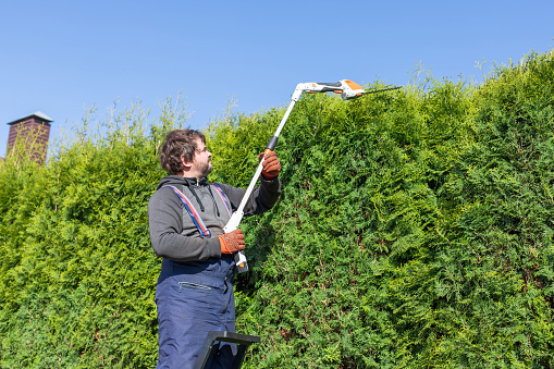 Male gardener using a long reach pole hedge trimmer to cut the top of a tall hedge. Professional gardener with a professional garden tools at work. Standing on the ladder.