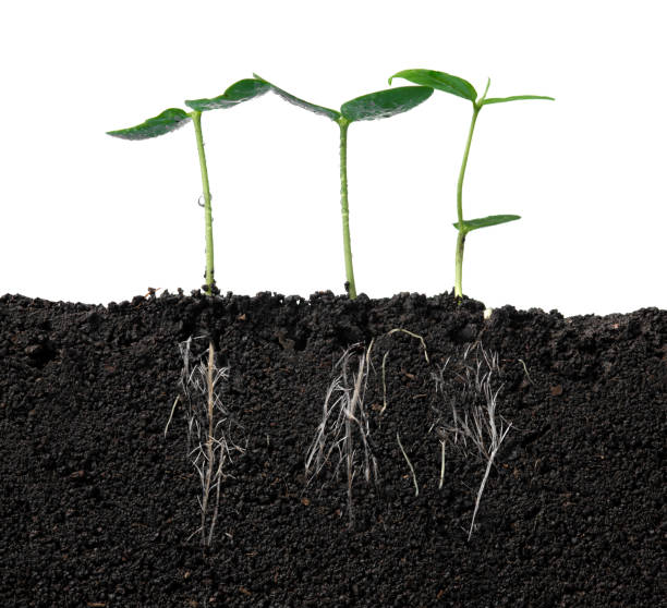 istock Growing plant with underground root visible in soil on white background,Fresh green soybean plants 1512930907