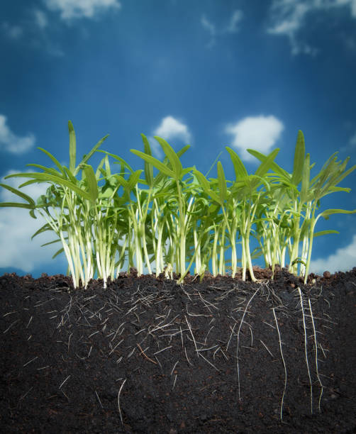 istock Growing plant with underground root visible in soil 1512931431