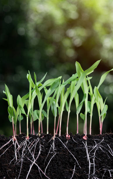 istock Growing plant with underground root visible in soil,sprouts of corn 1512933512