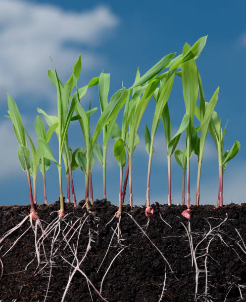 istock Growing plant with underground root visible in soil and sky nature background,sprouts of corn 1512933513