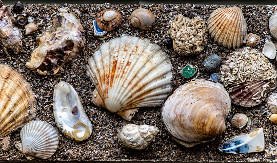 Shells from the seashore embedded in a cement sea wall.
