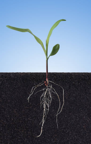 Growing plant with underground root visible in soil on blue background,sprouts of corn