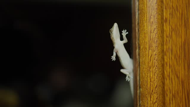 Gecko crawling on a window at night