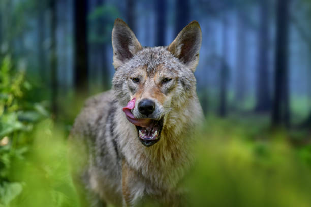 Wolf portrait in summer forest. Wildlife scene from nature