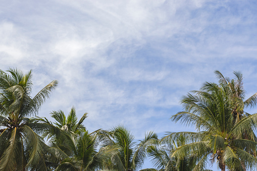 Coconut palm trees, beautiful tropical background