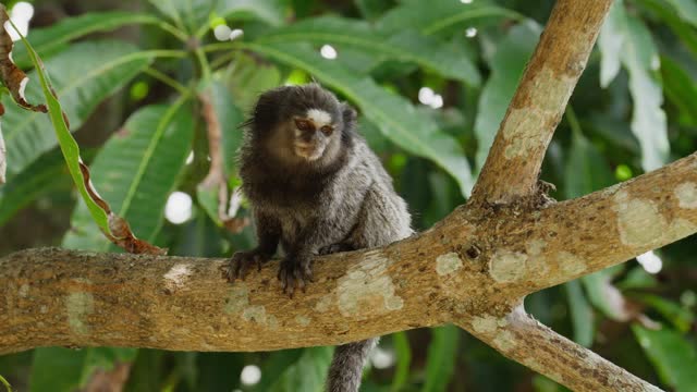 Marmoset sitting on a branch in a tropical forest