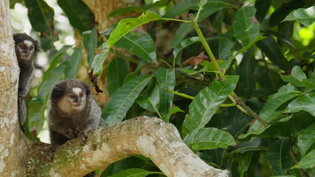 Marmosets sitting on a branch in a tropical forest