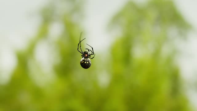 Spider crawling up a strand of web in a rain forest