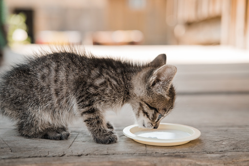 Homeless kitten drinks milk from a saucer. Taking care of stray animals