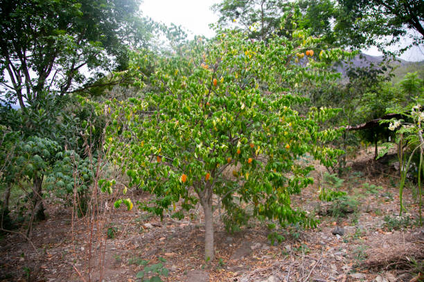 asterisa o carambola es el fruto del árbol de carambola averrhoa nativo de indonesia, filipinas y malasia. - carambola o carambola averrhoa carambola en el árbol fotografías e imágenes de stock