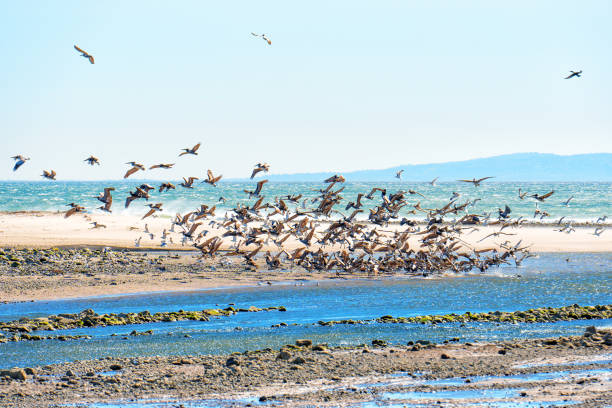 istock Flock of Brown Pelicans Taking Flight from Shallow Waters 1513043786