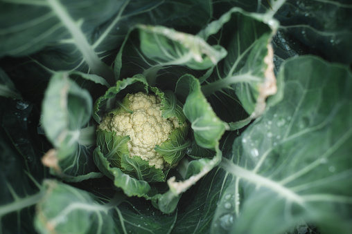 Close-up of a organic cauliflower growing on an organic vegetable farm.