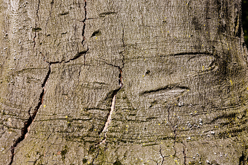 Bark beetle damage on dead pine tree. Utah, USA.